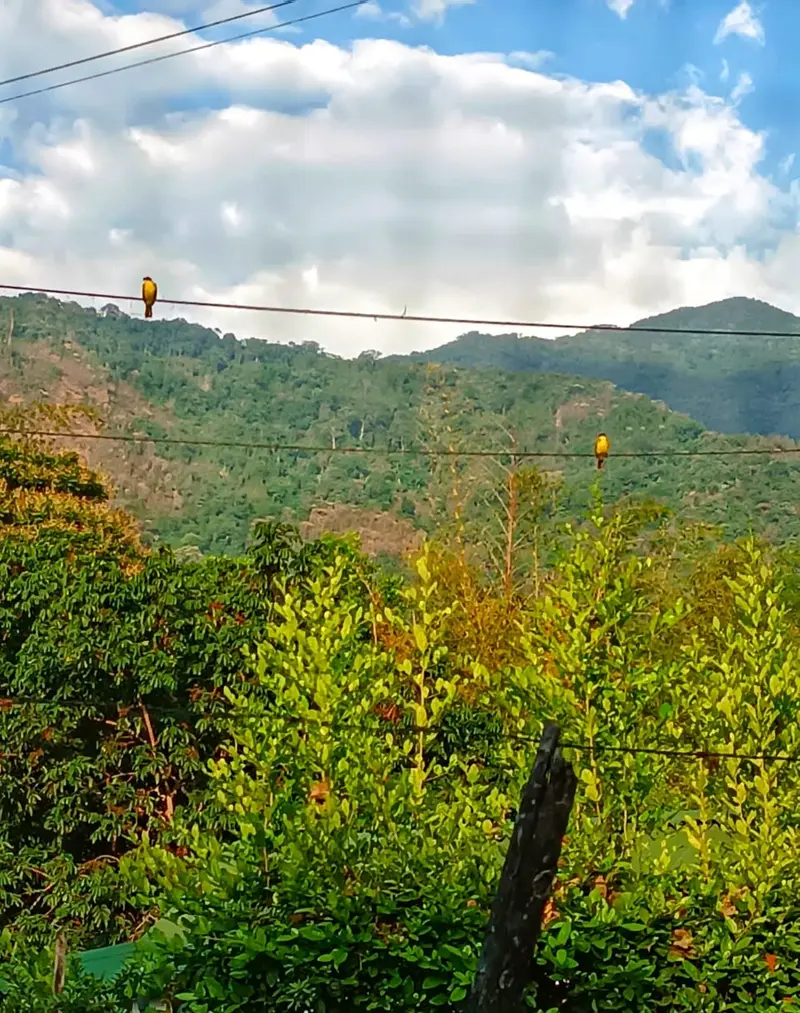 Lush green hills under a blue sky with white clouds, a forested mountain behind and a wire crossing the view